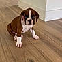 Stella is registered to the contest to win money with this photo: puppy, dog, brown, white, floor, wooden_floor, indoor, pet, cute, small, young, animal, sitting, looking, ears, paw, face, nose, fur, adorable