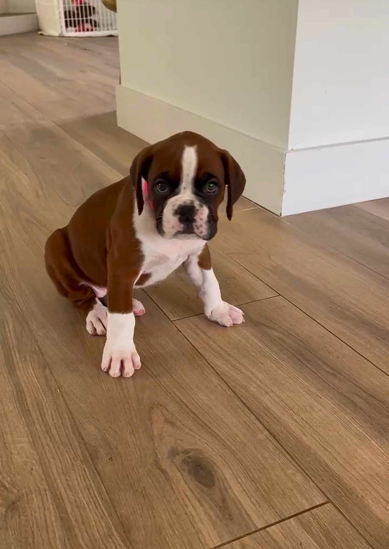Stella is registered to the contest to win money with this photo: puppy, dog, brown, white, floor, wooden_floor, indoor, pet, cute, small, young, animal, sitting, looking, ears, paw, face, nose, fur, adorable