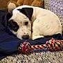 puppy, dog, teddy_bear, stuffed_toy, couch, blanket, rope_toy, curled_up, resting, pet, indoor, cozy, black_and_white, close_up, nose, eye, fabric, textile, home, soft