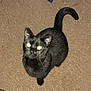 black_cat, cat, pet, animal, indoor, carpet, feline, whiskers, ears, tail, looking_up, flash_eyes, fur, cute, domestic_animal, mammal, sitting, close_up, texture, brown