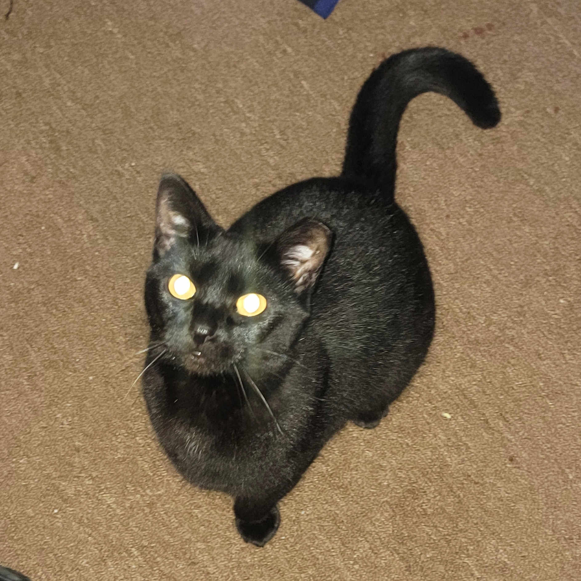 Zara Mae joined the competition — help win amazing prizes! animal, black_cat, brown, carpet, cat, close_up, cute, domestic_animal, ears, feline, flash_eyes, fur, indoor, looking_up, mammal, pet, sitting, tail, texture, whiskers