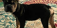 Neo joined the competition — help win amazing prizes! alert, animal, black_and_tan, carpet, companion, curious, dog, ears, flooring, french_bulldog, furniture, home, indoor, patterned_rug, pet, puppy, standing, wooden_floor, wrinkled_face, young