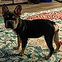 alert, animal, black_and_tan, carpet, companion, curious, dog, ears, flooring, french_bulldog, furniture, home, indoor, patterned_rug, pet, puppy, standing, wooden_floor, wrinkled_face, young
