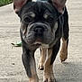 Neo joined the competition — help win amazing prizes! animal, canine, closeup, concrete, cute, dog, ears, face, french_bulldog, fur, grass, legs, mammal, outdoor, pet, puppy, sidewalk, snout, walking, young