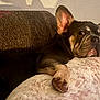 Neo is registered to the contest to win money with this photo: animal, brown, canine, close_up, comfort, companion, couch, cozy, dog, ears, friendship, fur, home, indoor, paw, pet, relaxing, resting, snuggle, two_dogs