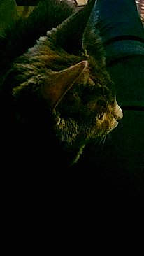 Noname a rejoint le concours — aidez-le/la à gagner de superbes lots ! black_cat, carnivore, cat, darkness, european_shorthair, felidae, fur, kitten, norwegian_forest_cat, small_to_medium_sized_cats, snout, tabby_cat, whiskers, wild_cat