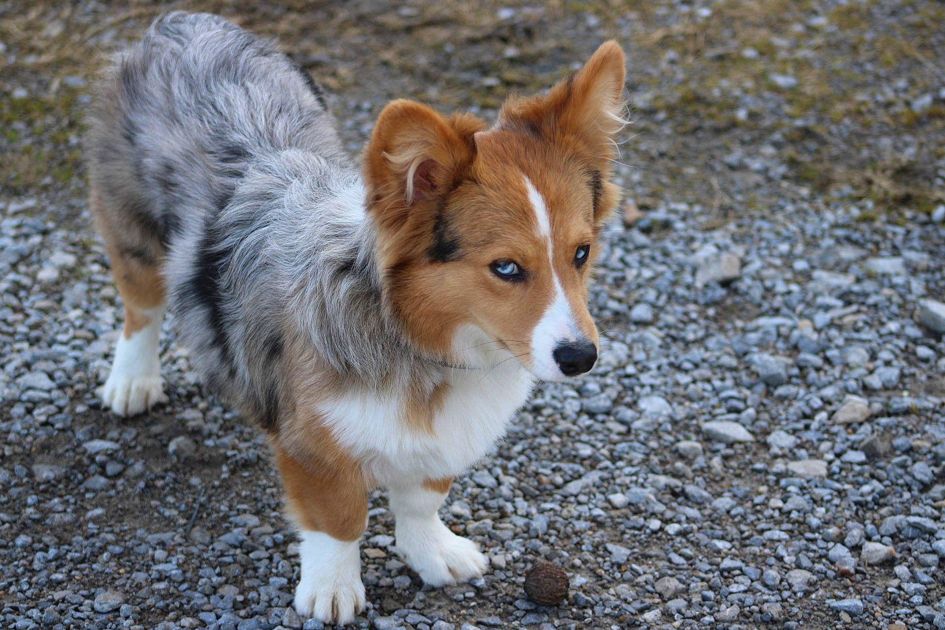 Reji is registered to the contest to win money with this photo: canidae, carnivore, companion_dog, dog, dog_breed, fawn, fur, grass, snout, sporting_group, tail, terrestrial_animal, whiskers, wildlife, working_dog