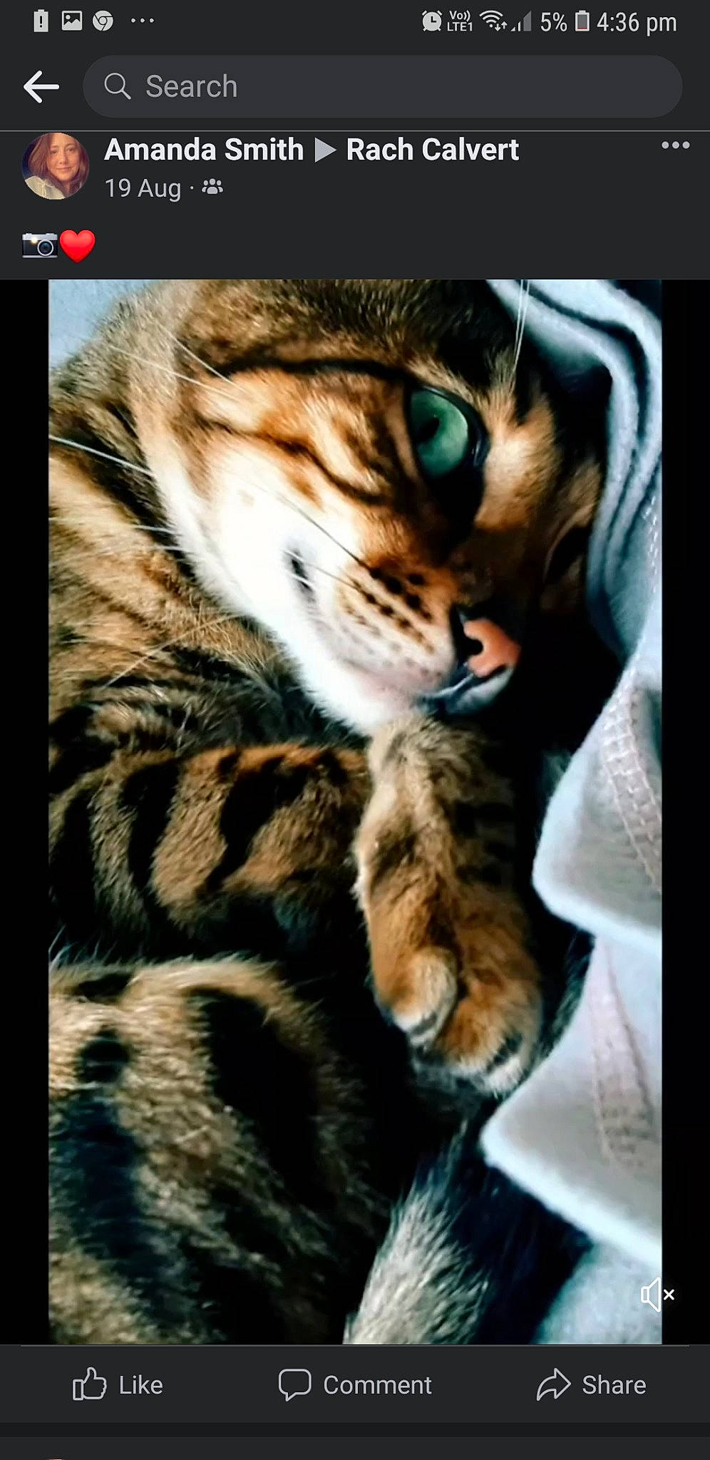 Hazel joined the competition — help win amazing prizes! big_cats, carnivore, cat, claw, darkness, domestic_short_haired_cat, felidae, font, fur, paw, photo_caption, rectangle, siberian_tiger, small_to_medium_sized_cats, snout, tail, terrestrial_animal, whiskers, wildlife