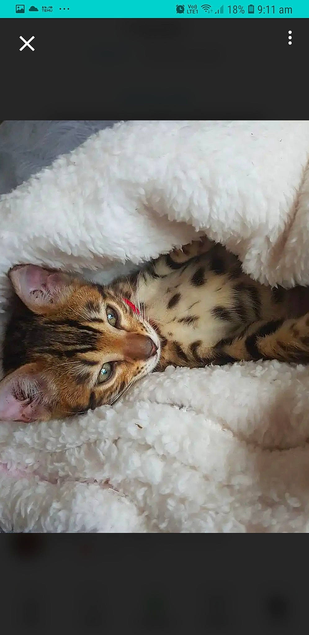 Hazel joined the competition — help win amazing prizes! bed, carnivore, cat, claw, comfort, domestic_short_haired_cat, fawn, felidae, freezing, fur, nap, paw, photo_caption, sleep, small_to_medium_sized_cats, snow, tail, whiskers, wildlife, winter