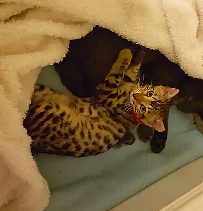 Hazel joined the competition — help win amazing prizes! big_cats, carnivore, comfort, fawn, felidae, fur, jaguar, leopard, linens, military_camouflage, pattern, recreation, room, small_to_medium_sized_cats, tail, terrestrial_animal, textile, toy, whiskers, wildlife