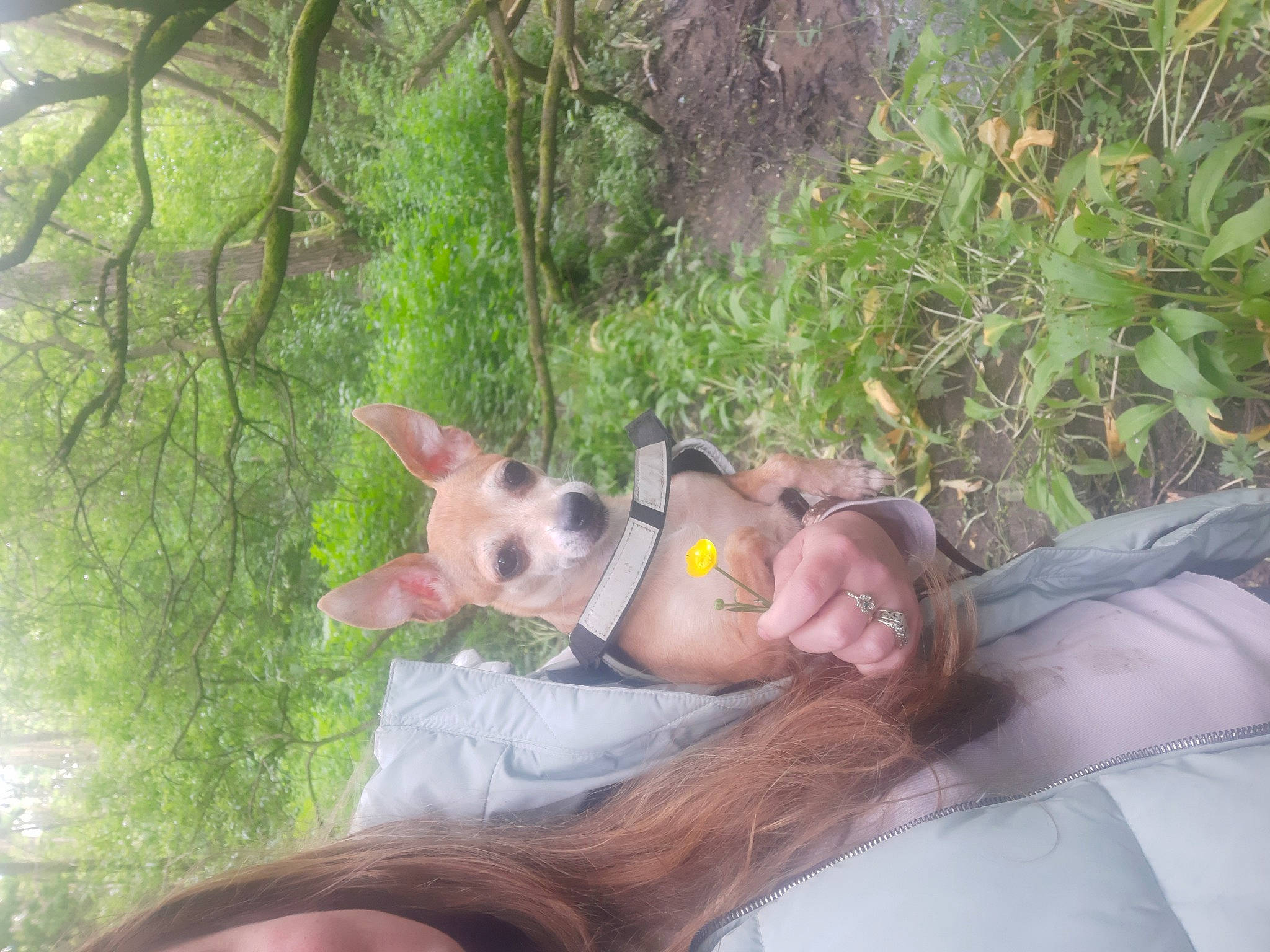 Sandy joined the competition — help win amazing prizes! adventure, canidae, carnivore, companion_dog, dog, dog_breed, event, fawn, fun, grass, happy, leisure, plant, recreation, smile, sporting_group, sunglasses, tree, vacation, working_animal