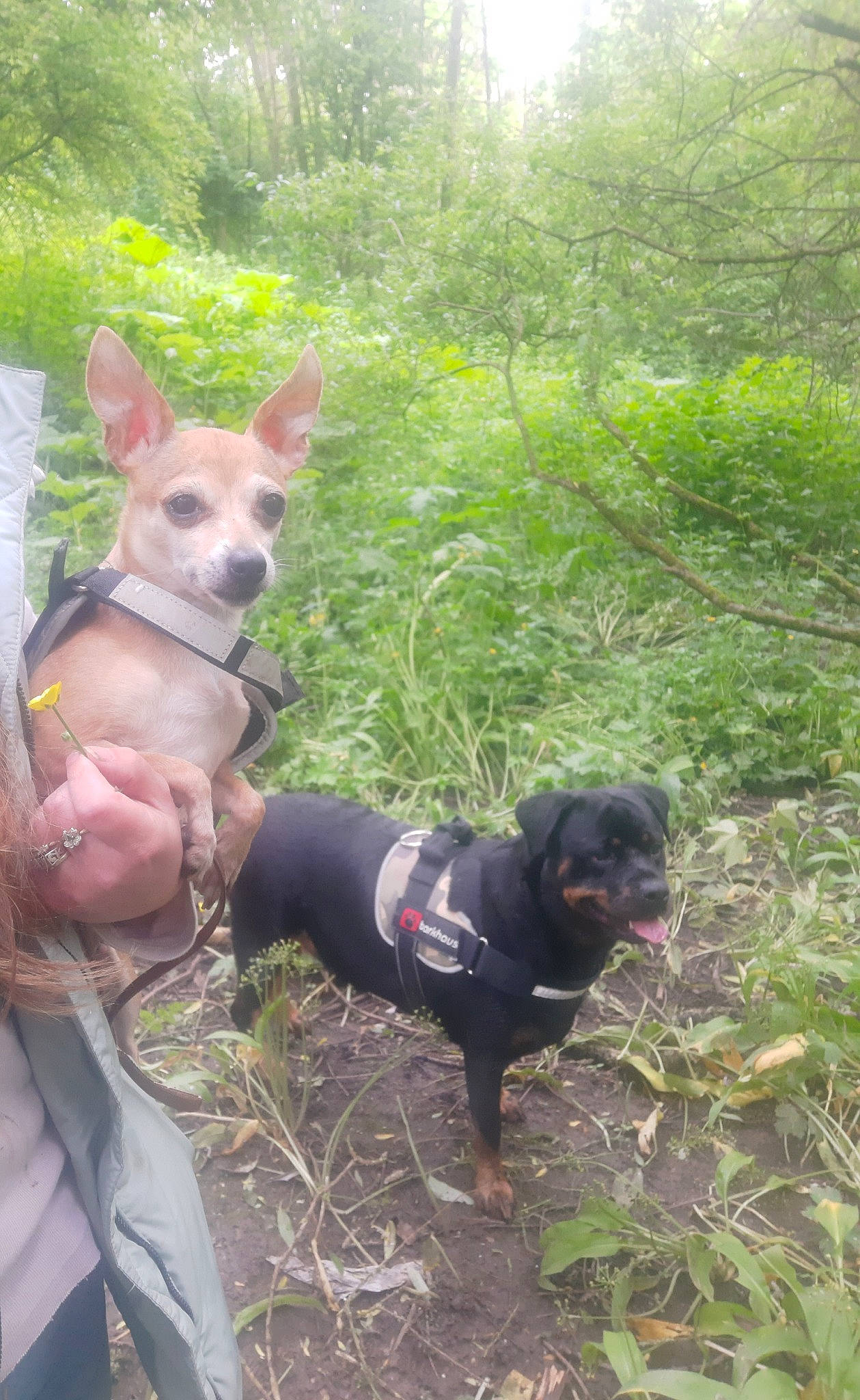 Sandy joined the competition — help win amazing prizes! adventure, canidae, carnivore, collar, companion_dog, dog, dog_breed, dog_collar, dog_supply, fawn, forest, grass, leash, plant, recreation, snout, sporting_group, tail, tree, working_animal