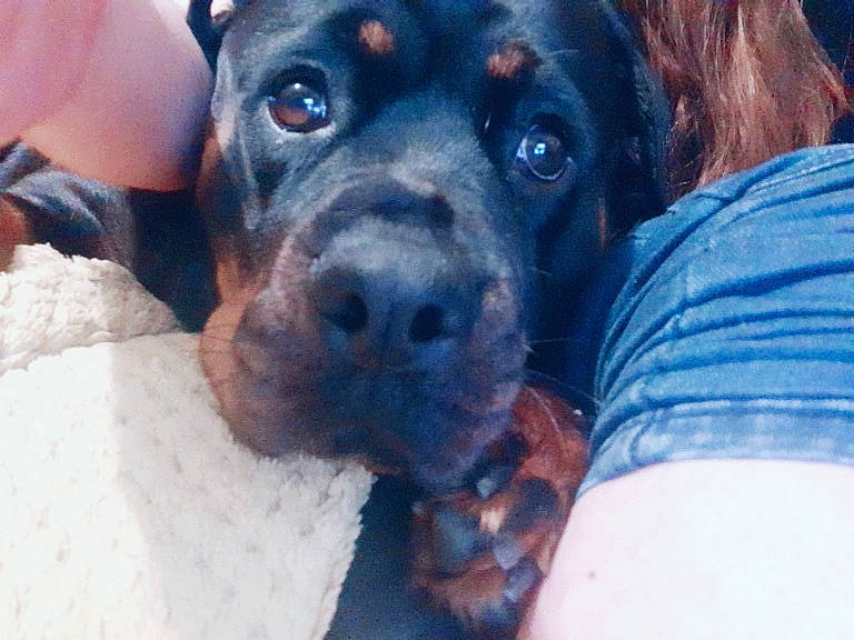 Saffie is registered to the contest to win money with this photo: borador, canidae, carnivore, comfort, companion_dog, dog, dog_breed, electric_blue, fawn, fur, guard_dog, molosser, non_sporting_group, snout, sporting_group, whiskers, working_animal, working_dog