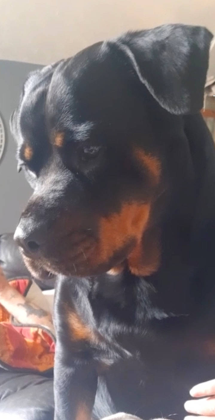 Saffie is registered to the contest to win money with this photo: austrian_black_and_tan_hound, canidae, carnivore, companion_dog, dog, dog_breed, fur, guard_dog, hunting_dog, lithuanian_hound, paw, rottweiler, snout, sporting_group, terrestrial_animal, toy_dog, whiskers, working_animal, working_dog