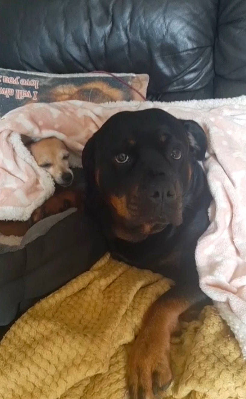 Saffie joined the competition — help win amazing prizes! borador, canidae, carnivore, comfort, companion_dog, couch, dog, dog_breed, fawn, fur, guard_dog, gun_dog, linens, liver, non_sporting_group, puppy_love, snout, sporting_group, working_animal