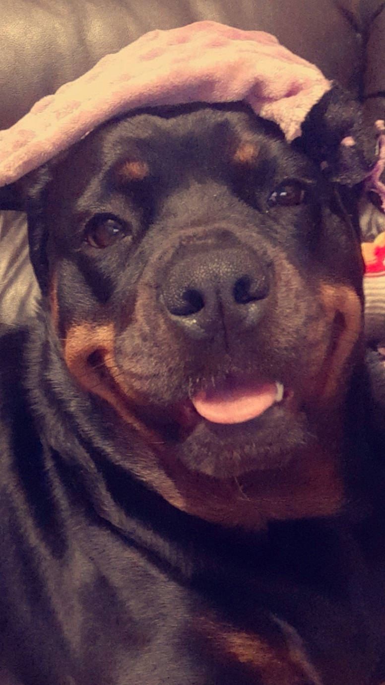 Saffie joined the competition — help win amazing prizes! canidae, carnivore, companion_dog, dog, dog_breed, eye, fawn, fur, giant_dog_breed, guard_dog, hat, jaw, molosser, selfie, snout, sporting_group, terrestrial_animal, whiskers, working_animal, working_dog