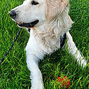 Louie is registered to the contest to win money with this photo: dog, golden_retriever, puppy, grass, outdoor, pet, animal, playing, red_ball, leash, nature, greenery, fur, canine, cute, young_dog, resting, summer, daylight, field