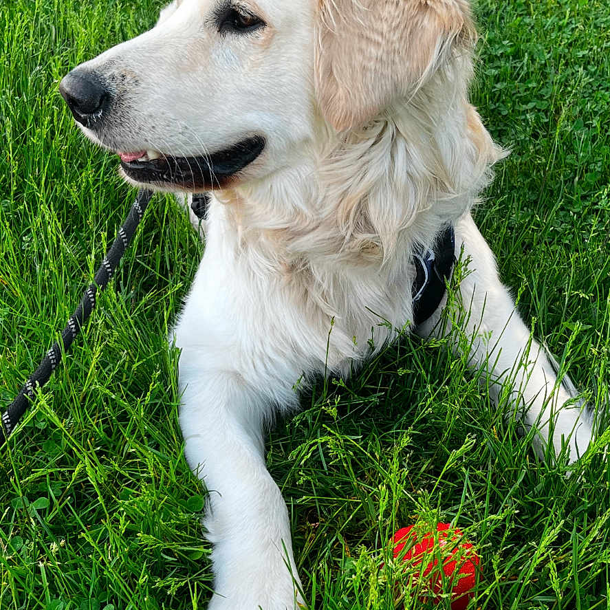 Louie is registered to the contest to win money with this photo: animal, canine, cute, daylight, dog, field, fur, golden_retriever, grass, greenery, leash, nature, outdoor, pet, playing, puppy, red_ball, resting, summer, young_dog