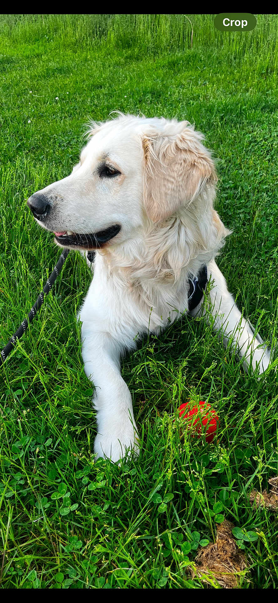 Louie is registered to the contest to win money with this photo: dog, golden_retriever, puppy, grass, outdoor, pet, animal, playing, red_ball, leash, nature, greenery, fur, canine, cute, young_dog, resting, summer, daylight, field