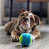 animal, brown, bulldog, close_up, cute, dog, ears, face, floor, indoor, laying_down, looking_up, paws, pet, playful, puppy, tennis_ball, toy, white_markings, young_dog