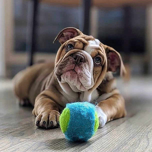 Maggie