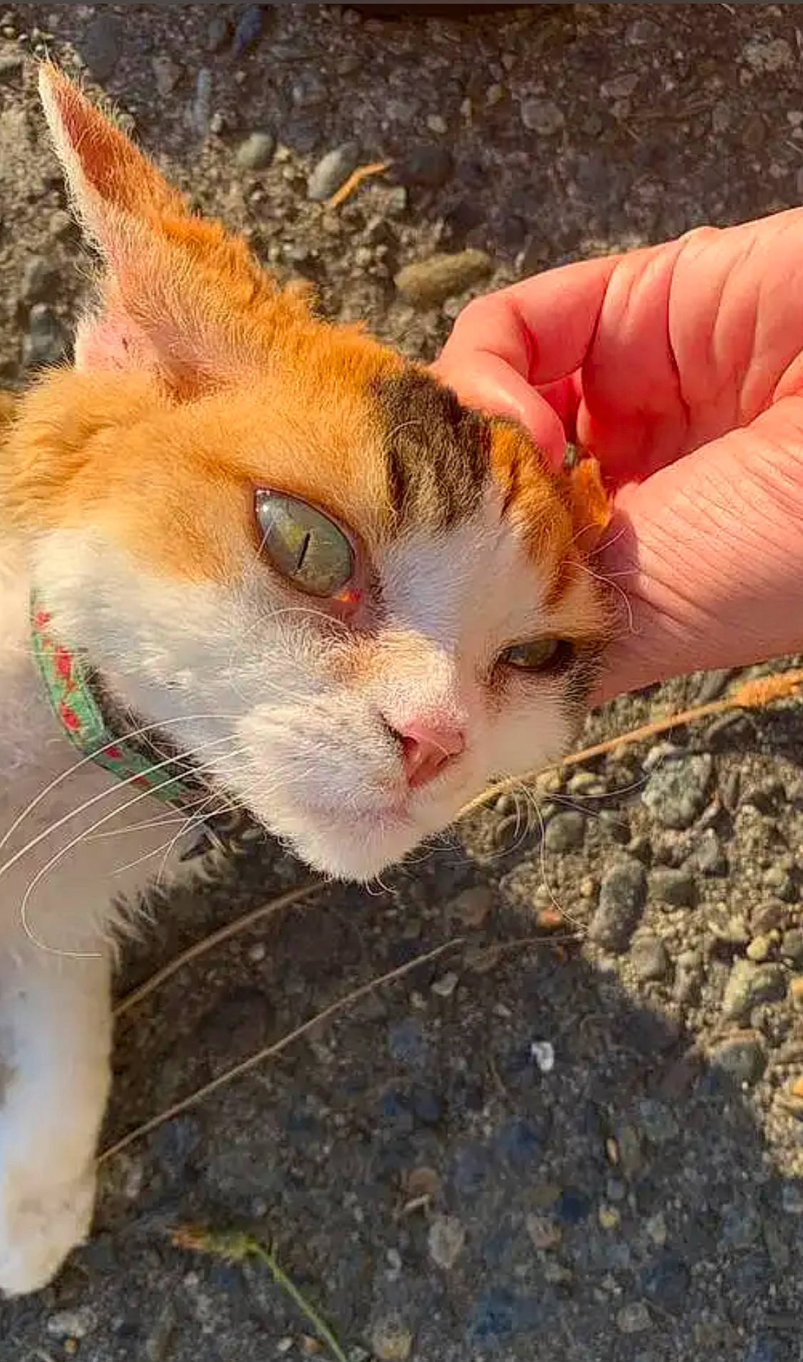 Gizmo is registered to the contest to win money with this photo: art, carnivore, cat, domestic_short_haired_cat, fawn, felidae, fur, gesture, grass, nail, paw, small_to_medium_sized_cats, snout, tail, terrestrial_animal, tree, whiskers, wildlife