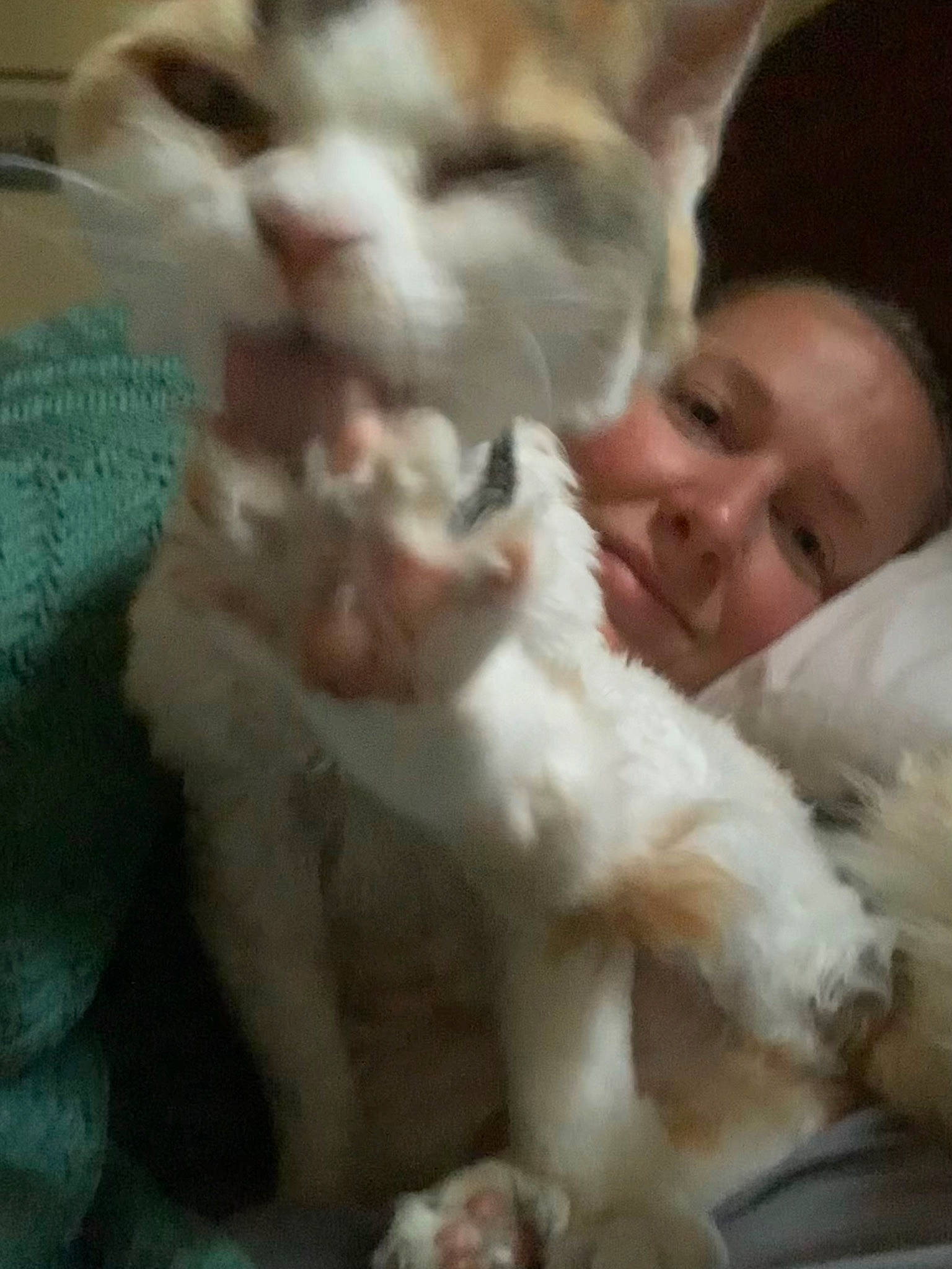 Gizmo is registered to the contest to win money with this photo: beard, carnivore, cat, comfort, companion_dog, dog_breed, ear, eye, fawn, felidae, fur, gesture, happy, head, nose, small_to_medium_sized_cats, smile, sporting_group, tail, whiskers