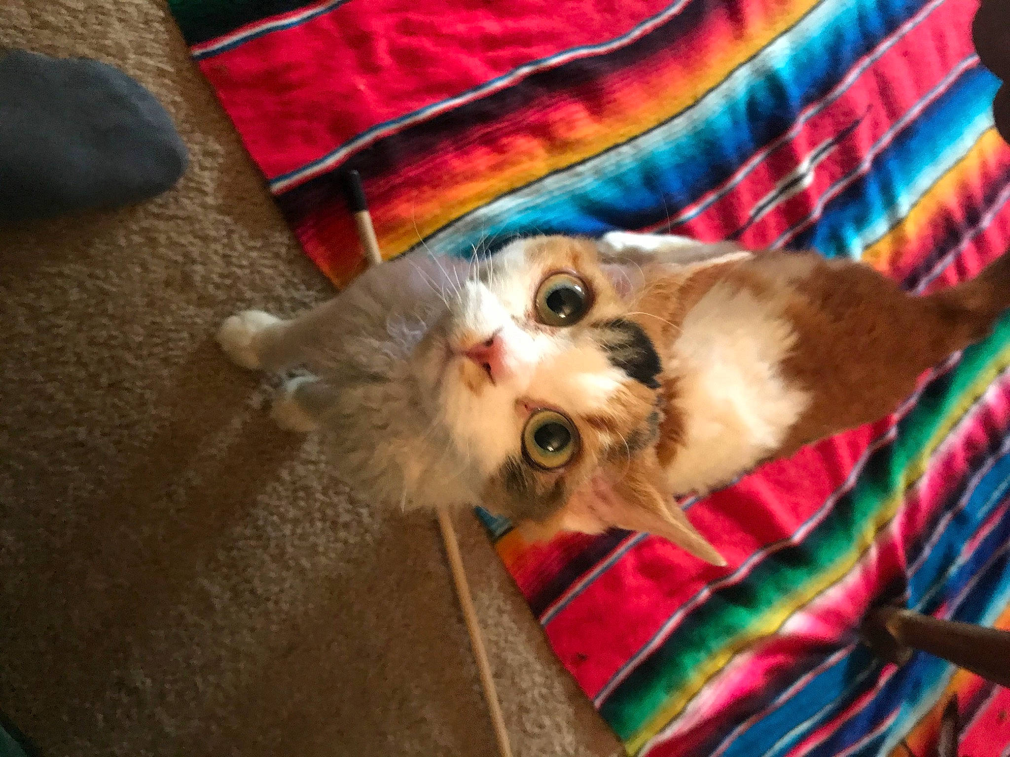 Gizmo joined the competition — help win amazing prizes! canidae, carnivore, cat, claw, comfort, companion_dog, couch, domestic_short_haired_cat, fawn, felidae, fur, linens, pattern, paw, plaid, small_to_medium_sized_cats, snout, tail, whiskers