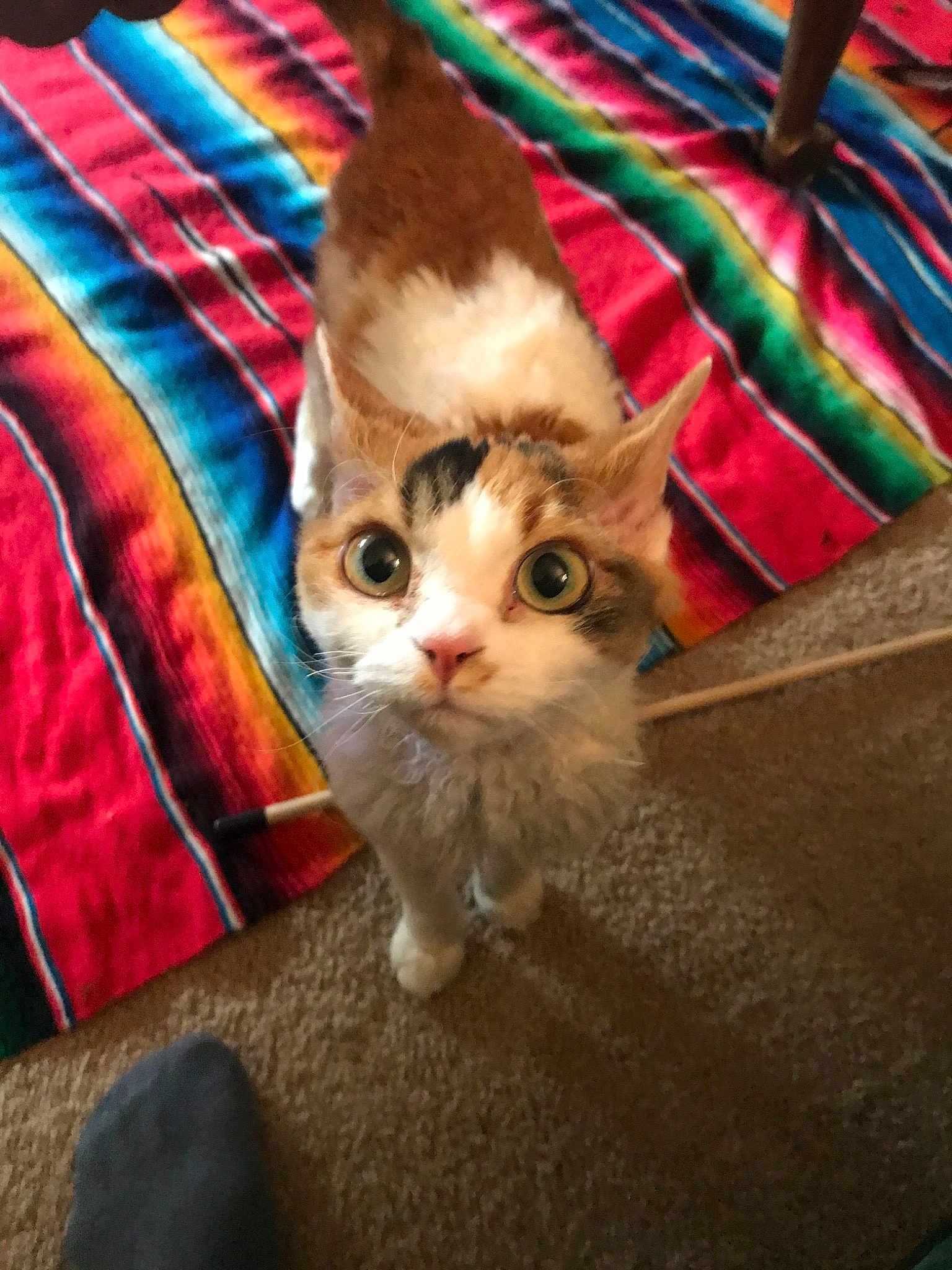 Gizmo