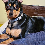 Major is registered to the contest to win money with this photo: dog, pet, animal, indoor, black_and_tan, collar, ears, curious, lying_down, blanket, fur, cute, alert, domestic_animal, mammal, portrait, companion, resting, canine, closeup