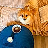 Vicky participe au concours pour gagner de l'argent avec cette photo : animal, blue_table, brown_dog, candle, companion, corduroy, couch, cozy, dog, dog_food, fluffy_dog, fur, household, indoor, living_room, looking_up, pet, pomeranian, small_dog, wooden_floor