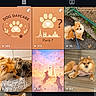 animal, artistic_image, cat, cute, dark_theme, digital_interface, dog, floor, furry, graphic_design, interaction, leash, paw_print, pet, pomeranian, portrait, profile_page, screenshot, social_media, text_overlay