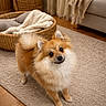 animal, blanket, brown, carpet, cozy, curious, cute, dog, ears, floor, fluffy, fur, indoor, living_room, pet, pomeranian, small_dog, tail, white, woven_basket