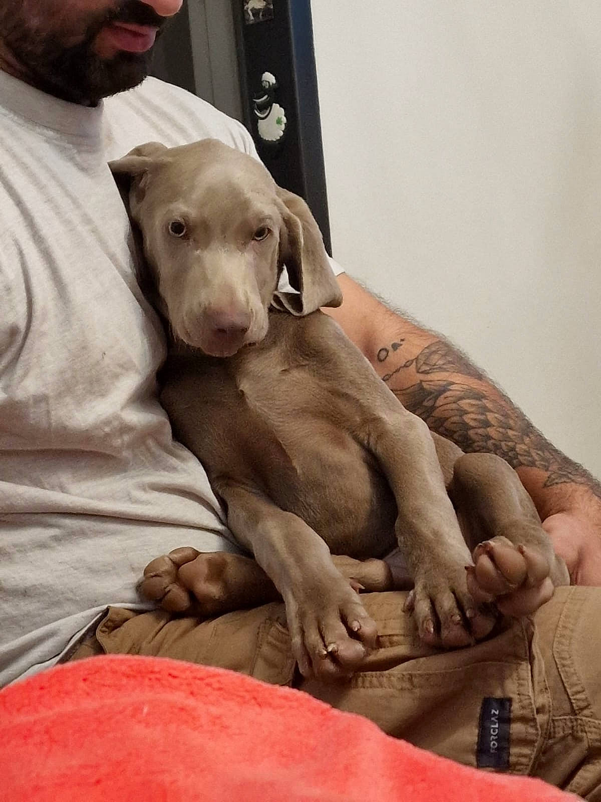 Thor a rejoint le concours — aidez-le/la à gagner de superbes lots ! baseball_cap, beard, cap, carnivore, comfort, companion_dog, dog, dog_breed, elbow, fawn, flesh, foot, hat, human_leg, knee, moustache, sitting, sporting_group, thigh, working_animal