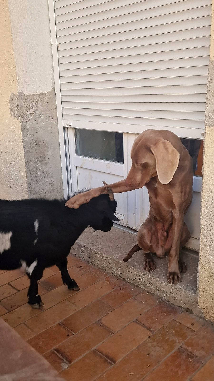 Thor a rejoint le concours — aidez-le/la à gagner de superbes lots ! canidae, carnivore, collar, dog, dog_breed, dog_supply, event, fawn, flooring, fur, liver, livestock, mammal, pet_supply, snout, sporting_group, tail, terrestrial_animal, wood, working_animal