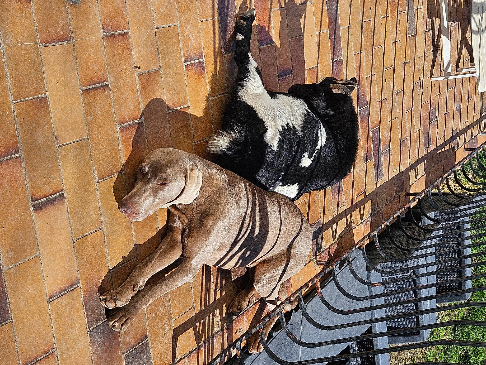 Thor participe au concours pour gagner de l'argent avec cette photo : art, bovine, brick, brickwork, facade, livestock, metal, sculpture, snout, statue, terrestrial_animal, visual_arts, wall, wood, working_animal