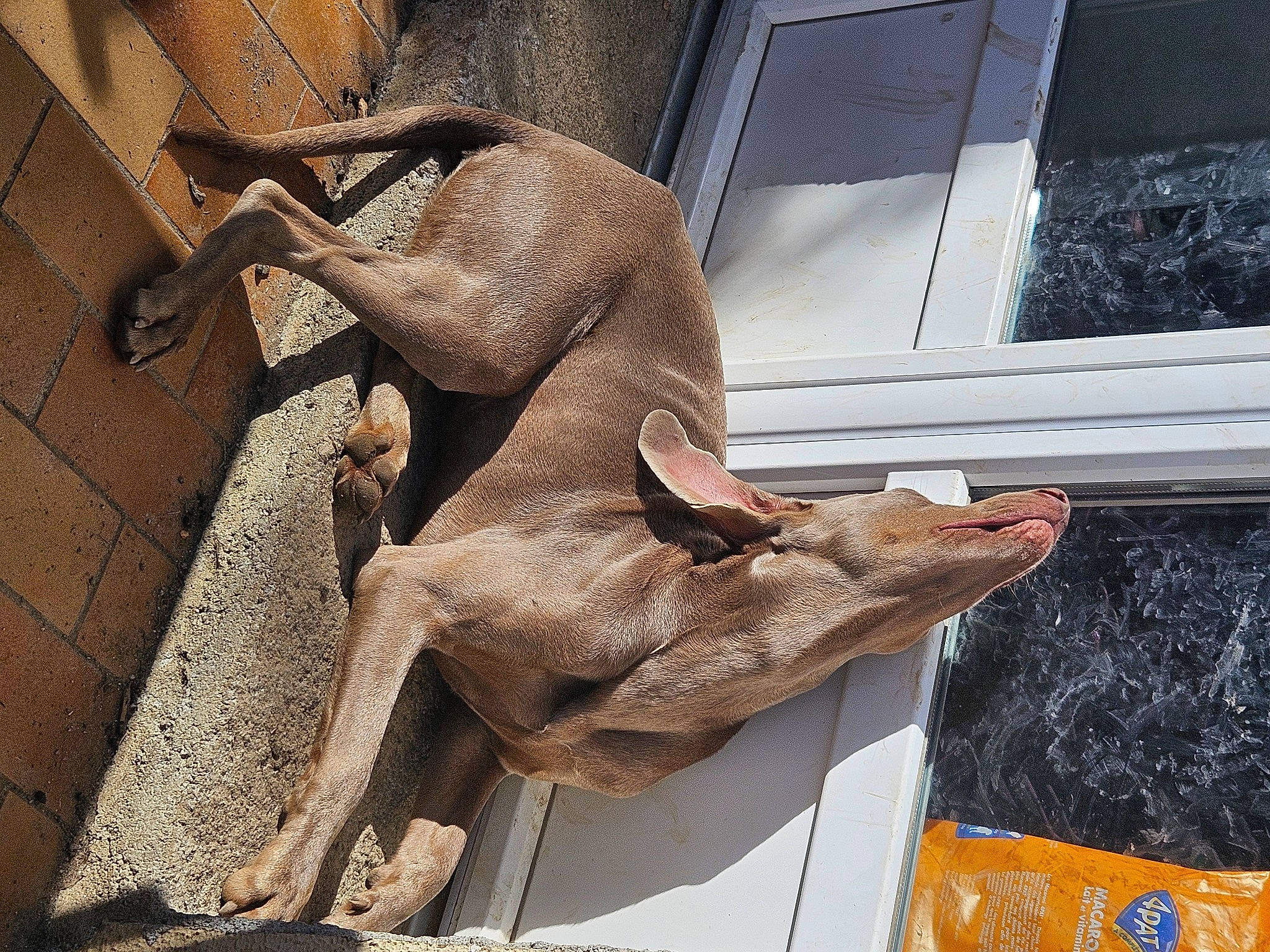 Thor participe au concours pour gagner de l'argent avec cette photo : art, artifact, carving, fawn, flesh, foot, fur, houseplant, human_leg, metal, monument, plant, sculpture, statue, tail, visual_arts, window, wood, working_animal