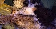 Jaïna participe au concours pour gagner de l'argent avec cette photo : dog, pet, indoor, couch, blanket, relaxing, fur, brown, black, white, speckled, cozy, companion, animal, home, canine, resting, closeup, comfort, laying