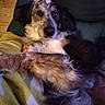 dog, pet, indoor, couch, blanket, relaxing, fur, brown, black, white, speckled, cozy, companion, animal, home, canine, resting, closeup, comfort, laying