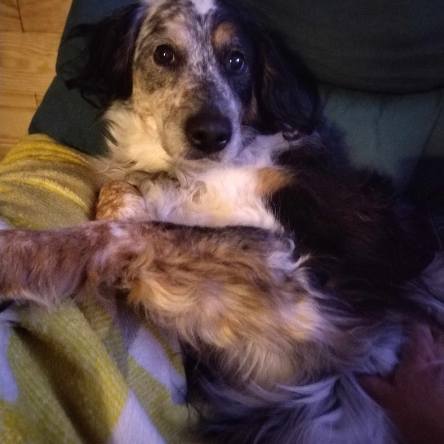 Jaïna participe au concours pour gagner de l'argent avec cette photo : dog, pet, indoor, couch, blanket, relaxing, fur, brown, black, white, speckled, cozy, companion, animal, home, canine, resting, closeup, comfort, laying