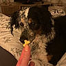 Jaïna participe au concours pour gagner de l'argent avec cette photo : dog, hand, treat, bed, bedding, television, furniture, room, indoor, pet, canine, black, white, brown, fur, focus, watching, curious, human, holding