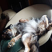 Jaïna a rejoint le concours — aidez-le/la à gagner de superbes lots ! dog, sleeping, relaxed, fluffy, fur, chair, indoor, pet, cozy, resting, paw, canine, comfortable, home, nap, black, brown, white, long_hair, curled_tail