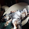 dog, sleeping, relaxed, fluffy, fur, chair, indoor, pet, cozy, resting, paw, canine, comfortable, home, nap, black, brown, white, long_hair, curled_tail