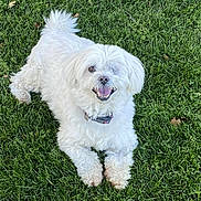Bella is registered to the contest to win money with this photo: canine, collar, cute, dog, fur, grass, happy, lawn, one_eyed, outdoors, paws, pet, playful, portrait, relaxed, small_dog, smile, teeth, tongue, white_dog