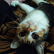 Minette participe au concours pour gagner de l'argent avec cette photo : cat, hand, animal, pet, whiskers, fur, eyes, paw, blanket, pattern, indoor, closeup, cute, domestic, mammal, resting, feline, human, interaction, comfort