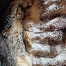 Pikachu is registered to the contest to win money with this photo: cat, tabby_cat, sleeping, paw, fur, blanket, cozy, indoor, resting, cute, pet, animal, whiskers, relaxed, feline, soft_texture, comfort, nap, closeup, peaceful
