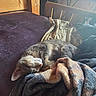 Pikachu is registered to the contest to win money with this photo: cat, sleeping, blanket, cushion, bed, wood, indoor, pet, fur, resting, cozy, nap, feline, soft, comfort, domestic, animal, relaxation, window, daylight