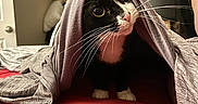 Pepper is registered to the contest to win money with this photo: animal, bedroom, cat, close_up, cozy, curious, cute, domestic_cat, exploring, fabric, feline, gray_shirt, head_covering, indoor, pet, red_bedspread, soft_lighting, tuxedo_cat, whiskers, wide_eyes