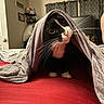 animal, bedroom, cat, close_up, cozy, curious, cute, domestic_cat, exploring, fabric, feline, gray_shirt, head_covering, indoor, pet, red_bedspread, soft_lighting, tuxedo_cat, whiskers, wide_eyes