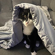 Pepper is registered to the contest to win money with this photo: animal, black_and_white, blanket, cat, close_up, comfort, couch, cozy, curious, domestic_cat, feline, fur, home, indoor, pet, relaxed, resting, soft, tuxedo_cat, whiskers